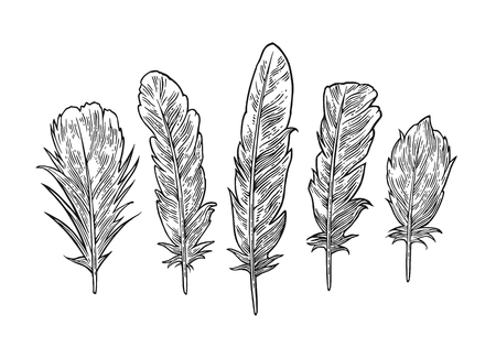 Set feathers. Vintage black vector engraving illustration. Isolated on white background. Hand drawn in a graphic style.のイラスト素材