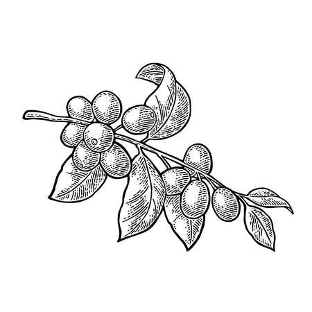 Coffee branch with leaf and berry. Vintage vector engravingのイラスト素材