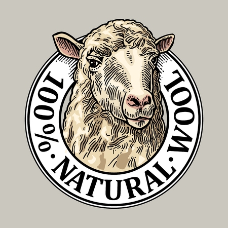 Sheep head. 100 Natural wooll lettering. Hand drawn in a graphic style. Vintage vector engraving illustration for label, poster, logotype. Isolated on white backgroundのイラスト素材