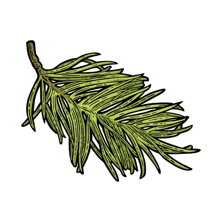Branch of fir tree. Vector vintage color engraving illustration.のイラスト素材