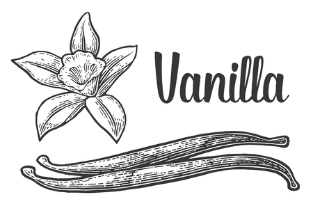 Vanilla stick and flower in black vintage engravedのイラスト素材