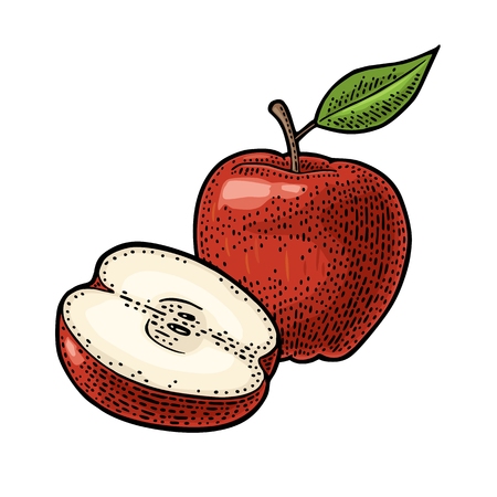 Apple whole and half with leaf. Vintage color engraving illustration for poster, web. Isolated on white background.のイラスト素材