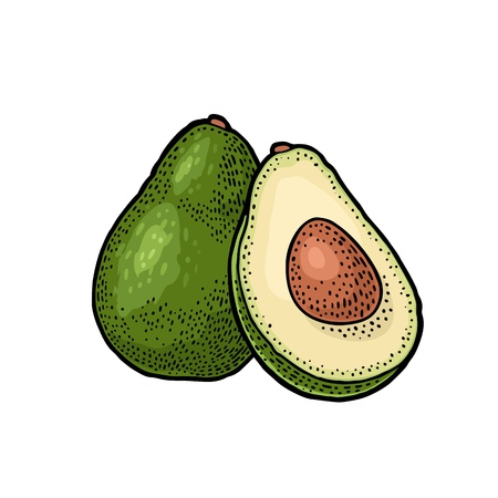 Whole and half avocado with seed. Vector colorf vintage engraving illustration for menu, poster. Isolated on white backgroundのイラスト素材