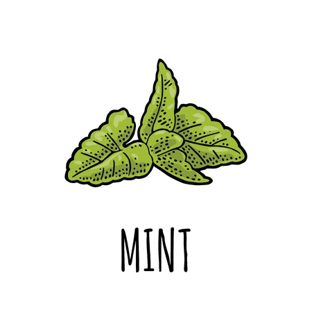 Mint leaves. Engraving vintage vector color illustration. Isolated on white background. Hand drawn design element for label and posterのイラスト素材