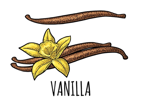 Vanilla stick and flower. Isolated on white background. Vector black vintage engraving illustration. Hand drawn design element for label and posterのイラスト素材