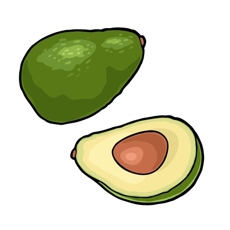 Half avocado with seed. Vector vintage engraving color