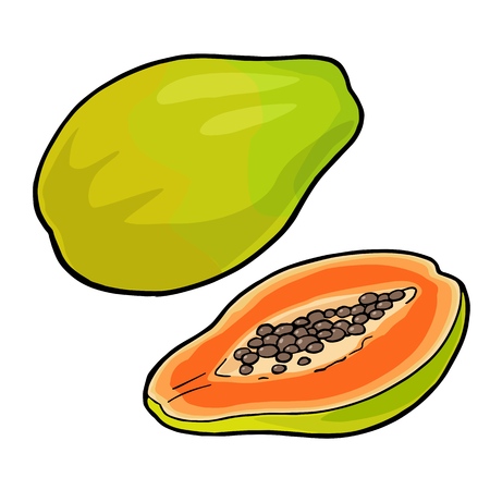 Whole and half papaya vector vintage engraving color.のイラスト素材