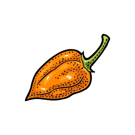 Whole pepper habanero. Vector vintage color engraving illustration for menu, poster, label. Isolated on white background. Hand drawn design elementのイラスト素材