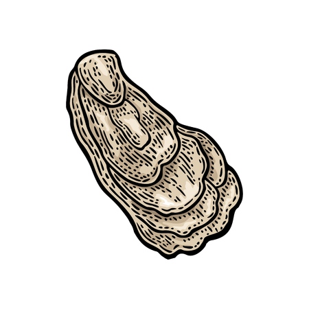 Oyster isolated on white background. Vintage color vector engraving illustration. Hand drawn in a graphic style.のイラスト素材