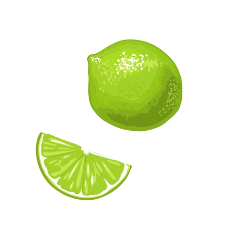 Lime slice and whole.Vector color flat engravingのイラスト素材