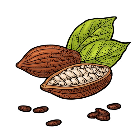 Fruits of cocoa with leaves and beans. Vector vintage engraving illustration. Isolated on white background. Hand drawn design element for label and posterのイラスト素材
