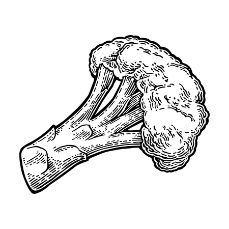 Broccoli. Vector engraving vintage black illustration. Isolated on white background.のイラスト素材