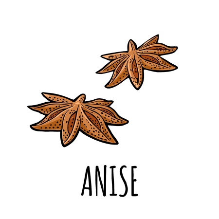 Anise spice fruit with seed. Isolated on white background. Vector black vintage engraving illustration. Hand drawn design for label and posterのイラスト素材