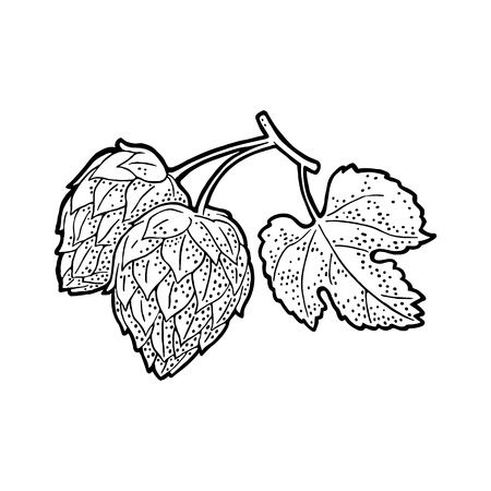 Hop branch with leaf. Isolated on white background. For labels, packaging and poster with production process brewery of beer. Vector vintage engraved illustration. Hand drawn design elementのイラスト素材