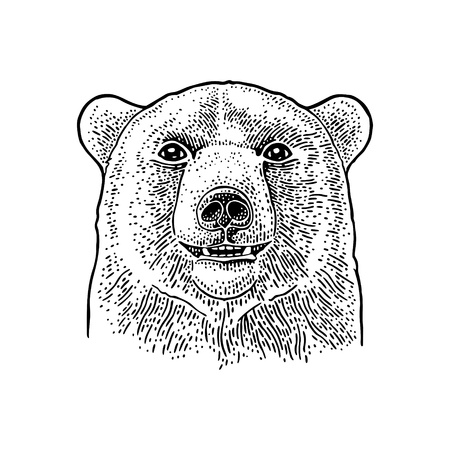 Bear head. Vintage black engraving illustration for poster. Isolated on white backgroundのイラスト素材