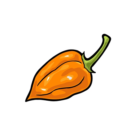 Whole pepper habanero. Vector vintage color engraving illustration for menu, poster, label. Isolated on white background. Hand drawn design elementのイラスト素材