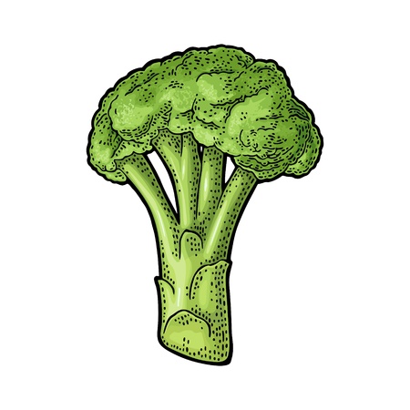 Broccoli. Vector engraving vintage color illustration. Isolated on whiteのイラスト素材