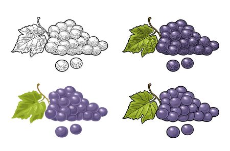Bunch of grapes with berry and leaves. Vintage engraving vectorのイラスト素材