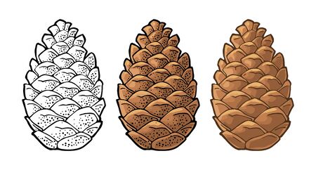 Pine cone. Vector vintage color flat illustration isolated on whiteのイラスト素材