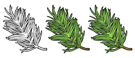 Branch of fir tree. Vector vintage color engraving illustration.のイラスト素材