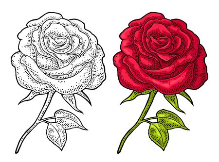 Rose flower with leaf. Color engraving vintage illustration on whiteのイラスト素材