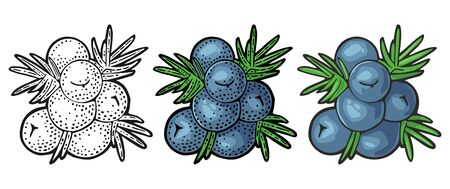 Branch of Juniper with berries. Vintage vector color engravingのイラスト素材