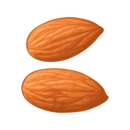 Two whole almonds nuts without shell. Vector color realistic icon.のイラスト素材