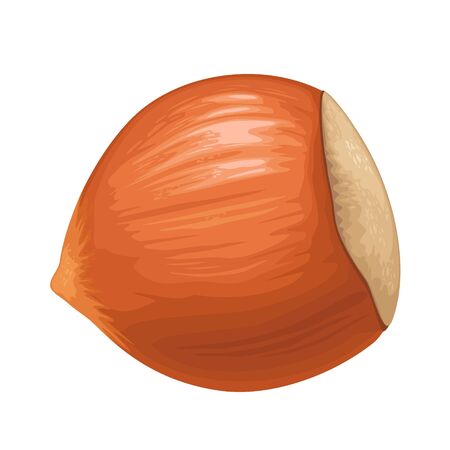 Closeup hazelnut in shell. Vector color realistic illustration. Isolated on white background.のイラスト素材