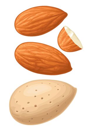 Closeup almond nut in shell. Vector color realistic illustration. Isolated on white background.のイラスト素材