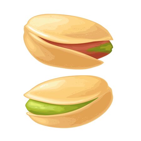 Pistachio Nut In Shell Vector Color Realistic Illustration Isolated On White Background のイラスト素材 イメージマート