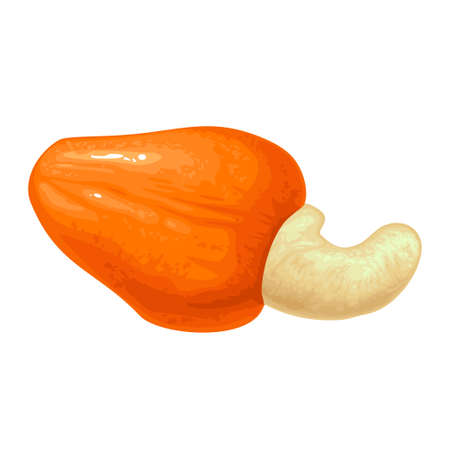 Cashew nut with fetus. Vector color realistic illustration. Isolated on white background.のイラスト素材