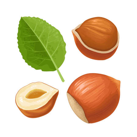 Set whole and half hazelnut with green leaves. Vector color realistic illustration. Isolated on white background.のイラスト素材