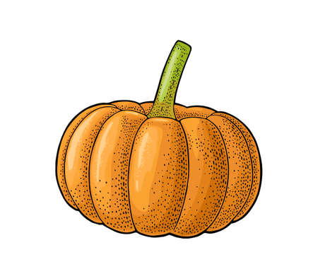 Pumpkin. Vector color vintage engraving illustration. Isolated on white backgroundのイラスト素材