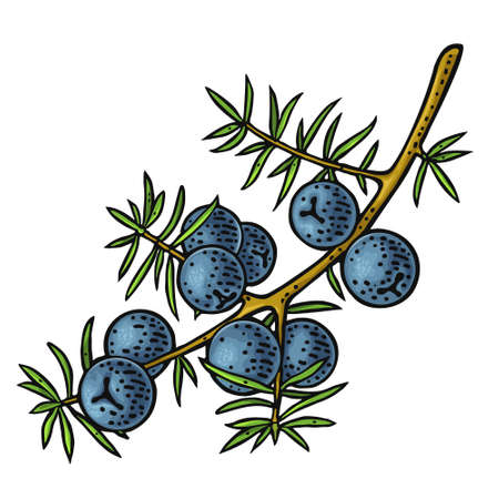 Branch of Juniper with berries. Vintage vector color engraving illustration for label, poster, web. Isolated on white backgroundのイラスト素材