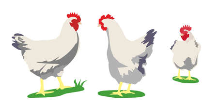 Chicken. Vector flat illustration isolated on white backgroundのイラスト素材