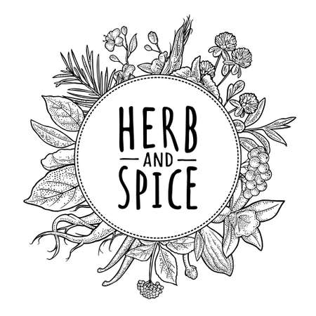 Circle shape with clover, fir branch, rowan, turmeric, mint, vanilla, bay leaf, cardamom, ginger, sakura. Herb and spice handwriting lettering. Vector vintage monochrome engraving on whiteのイラスト素材