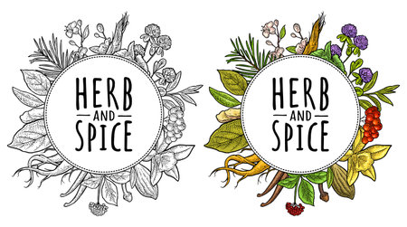 Circle shape with clover, fir branch, rowan, turmeric, mint, vanilla, bay leaf, cardamom, ginger, sakura. Herb and spice handwriting lettering. Vector color and monochrome vintage engraving on whiteのイラスト素材