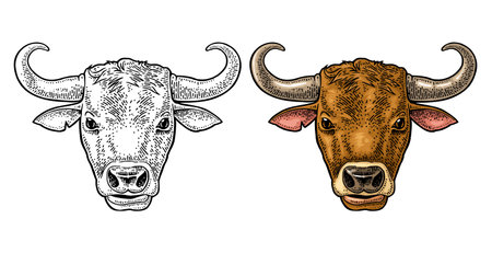 Bull head. Vintage color vector engraving illustration for info graphic, poster, web. Isolated on white background. Hand drawn in a graphic style.のイラスト素材