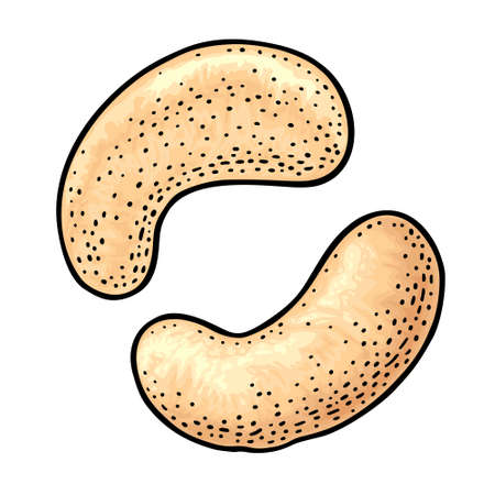 Two whole cashew nuts. Vector engraving color vintage illustration. Isolated on white background.のイラスト素材