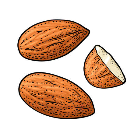 Two whole and one half one half almonds nuts without shell. Vector engraving color vintage illustration. Isolated on white background.のイラスト素材
