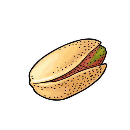 Pistachio nut in shell. Vector engraving color vintage illustration. Isolated on white background.のイラスト素材