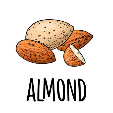Whole and half half almonds nuts with and without shell. Vector engraving color vintage illustration. Isolated on white background.のイラスト素材