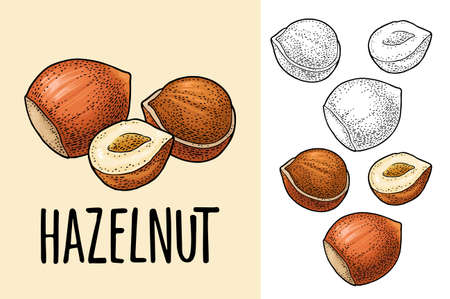 Set whole and half nut seed. Vector color engraving vintage illustration. Isolated on white background. Handwriting lettering hazelnutのイラスト素材