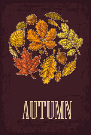 Poster AUTUMN with set leaf and acorn. Vector vintage engraved illustration. Isolated on dark brown backgroundのイラスト素材