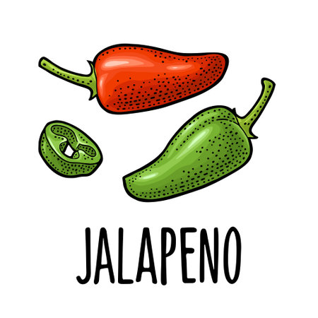 Whole and slice pepper jalapeno. Vector color vintage engraving illustration for menu, poster, label. Isolated on white background. Hand drawn design elementのイラスト素材