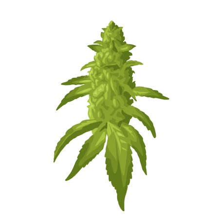 Marijuana mature plant with leaves and buds cannabis. Hand drawn design element. Color vector realistic illustration for label, poster, web. Isolated on white backgroundのイラスト素材