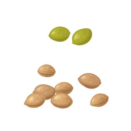 Marijuana seeds. Color vector realistic illustration for label, poster, web. Isolated on white background. Hand drawn design element for cannabis shop.のイラスト素材