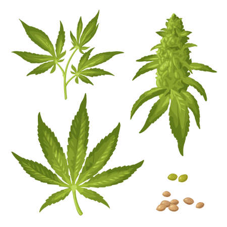 Set cannabis. Marijuana mature plant with leaves, buds, seeds. Color vector realistic illustration for label, poster, web. Isolated on white background. Hand drawn design element.のイラスト素材