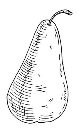 Whole fresh pear. Vintage engrave black monochrome illustration.のイラスト素材