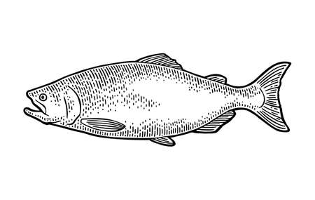 Whole fresh fish salmon on white. Vintage engraving monochrome black illustration.のイラスト素材